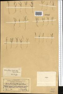 Atelanthera perpusilla Hook.fil. & Thomson, Middle Asia, Pamir & Pamiro-Alai (M2) (Kyrgyzstan)