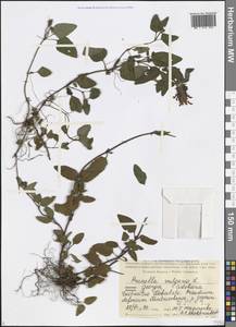 Prunella vulgaris L., Caucasus, Georgia (K4) (Georgia)