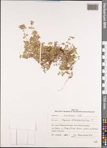 Thymus reverdattoanus Serg., Siberia, Russian Far East (S6) (Russia)