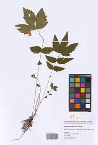 Filipendula ulmaria (L.) Maxim., Eastern Europe, Central region (E4) (Russia)