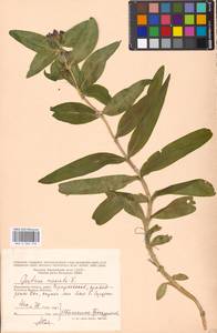Gentiana cruciata, Eastern Europe, Moscow region (E4a) (Russia)