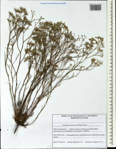 Limonium bellidifolium (Gouan) Dumort., Siberia, Western Siberia (S1) (Russia)