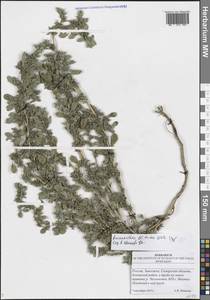 Amaranthus blitoides S.Watson, Eastern Europe, Middle Volga region (E8) (Russia)