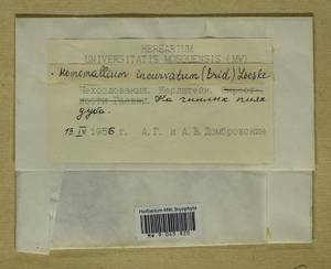 Homomallium incurvatum (Schrad. ex Brid.) Loeske, Bryophytes, Bryophytes - Western Europe (BEu) (Czech Republic)