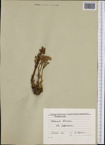 Orobanche, Western Europe (EUR) (Italy)