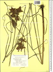 Cyperus glomeratus L., Caucasus, Black Sea Shore (from Novorossiysk to Adler) (K3) (Russia)