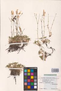 Dianthus squarrosus M.Bieb., Eastern Europe, Lower Volga region (E9) (Russia)