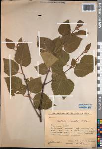 Betula ermanii var. lanata Regel, Siberia, Yakutia (S5) (Russia)