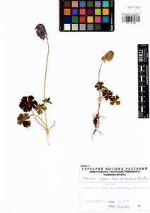 Aconitum tanguticum (Maxim.) Stapf, Siberia, Baikal & Transbaikal region (S4) (Russia)