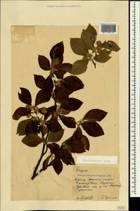 Fagus orientalis Lipsky, Crimea (KRYM) (Russia)