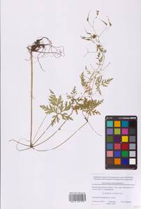 Geranium robertianum L., Eastern Europe, Moscow region (E4a) (Russia)