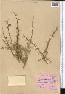 Convolvulus fruticosus Pall., Middle Asia, Western Tian Shan & Karatau (M3)