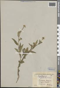 Cryptospora falcata Kar. & Kir., Middle Asia, Syr-Darian deserts & Kyzylkum (M7) (Uzbekistan)