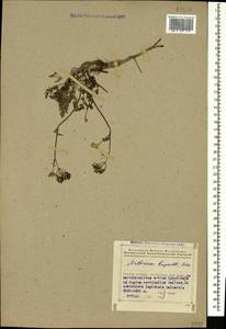Anthriscus ruprechtii Boiss., Caucasus, Azerbaijan (K6) (Azerbaijan)
