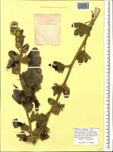 Alcea rosea L., Caucasus, Krasnodar Krai & Adygea (K1a) (Russia)