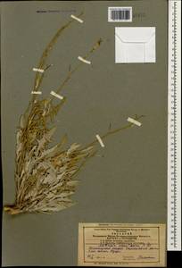 Matthiola odoratissima (Pall. ex M.Bieb.) W.T. Aiton, Caucasus, Azerbaijan (K6) (Azerbaijan)