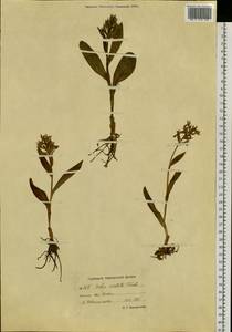 Dactylorhiza aristata (Fisch. ex Lindl.) Soó, Siberia, Chukotka & Kamchatka (S7) (Russia)