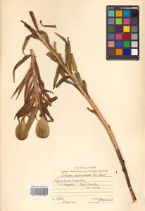 Lilium pensylvanicum Ker Gawl., Siberia, Russian Far East (S6) (Russia)