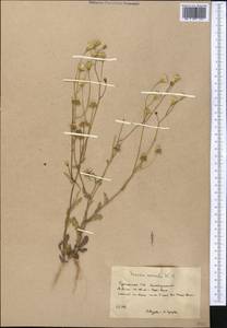 Senecio vernalis Waldst. & Kit., Middle Asia, Kopet Dag, Badkhyz, Small & Great Balkhan (M1) (Turkmenistan)