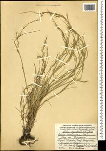Festuca myuros L., Caucasus, North Ossetia, Ingushetia & Chechnya (K1c) (Russia)