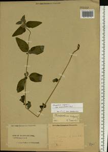Clinopodium vulgare L., Eastern Europe, Central forest region (E5) (Russia)