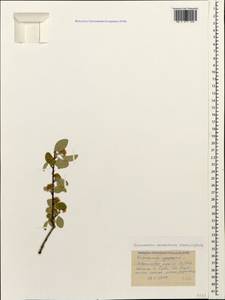 Cotoneaster suavis Pojark., Caucasus, Black Sea Shore (from Novorossiysk to Adler) (K3) (Russia)