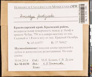 Lewinskya fastigiata (Bruch ex Brid.) Vigalondo, F. Lara & Garilleti, Bryophytes, Bryophytes - North Caucasus & Ciscaucasia (B12) (Russia)