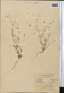 Lomelosia olivieri (Coult.) Greuter & Burdet, Middle Asia, Karakum (M6) (Turkmenistan)