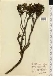 Rhododendron myrtifolium Schott & Kotschy, Eastern Europe, West Ukrainian region (E13) (Ukraine)