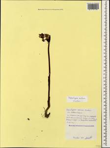 Diphelypaea coccinea (M. Bieb.) Nicolson, Caucasus, Black Sea Shore (from Novorossiysk to Adler) (K3) (Russia)