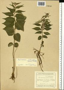 Vincetoxicum rossicum (Kleopow) Barbar., Eastern Europe, Rostov Oblast (E12a) (Russia)