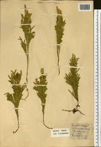 Dendrolycopodium juniperoideum (Sw.) A. Haines, Siberia, Russian Far East (S6) (Russia)