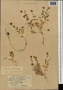 Cerastium polymorphum Rupr., Caucasus, Krasnodar Krai & Adygea (K1a) (Russia)