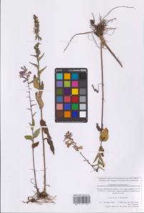 Campanula bononiensis L., Eastern Europe, Moscow region (E4a) (Russia)