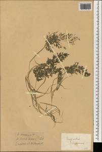 Eragrostis cilianensis (All.) Janch., South Asia, South Asia (Asia outside ex-Soviet states and Mongolia) (ASIA) (China)