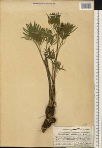 Peucedanum ruthenicum M. Bieb., Eastern Europe, North Ukrainian region (E11) (Ukraine)