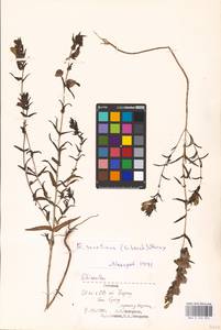 MHA 0 162 054, Rhinanthus serotinus var. vernalis (N. W. Zinger) Janch., Eastern Europe, Estonia (E2c) (Estonia)