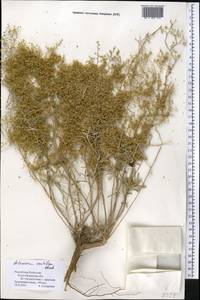 Artemisia santolina Schrenk, Middle Asia, Syr-Darian deserts & Kyzylkum (M7) (Kazakhstan)