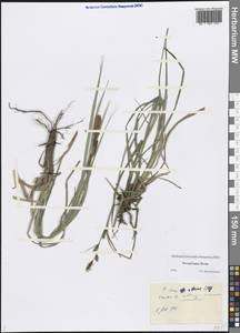 Carex aquatilis var. minor Boott, Eastern Europe, Northern region (E1) (Russia)
