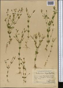 Centaurium pulchellum var. meyeri (Bunge) Omer, Middle Asia, Dzungarian Alatau & Tarbagatai (M5) (Kazakhstan)