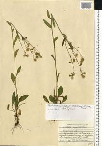 Erigeron annuus (L.) Pers., Eastern Europe, Central region (E4) (Russia)