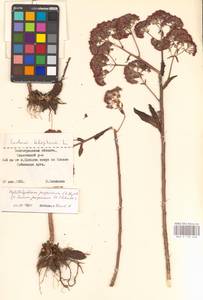 Hylotelephium telephium (L.) H.Ohba, Eastern Europe, Lower Volga region (E9) (Russia)