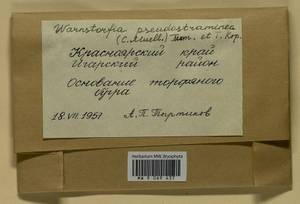 Warnstorfia pseudostraminea (Müll. Hal.) Tuom. & T.J. Kop., Bryophytes, Bryophytes - Krasnoyarsk Krai, Tyva & Khakassia (B17) (Russia)