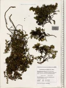 Kalmia procumbens (L.) Gift, Kron & P. F. Stevens, Eastern Europe, Northern region (E1) (Russia)