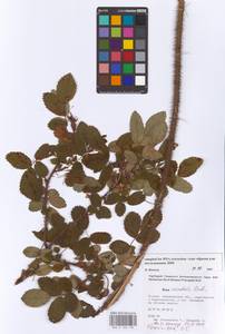 Rosa acicularis Lindl., Eastern Europe, Eastern region (E10) (Russia)