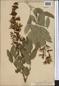 Dictamnus albus L., Middle Asia, Dzungarian Alatau & Tarbagatai (M5) (Kazakhstan)