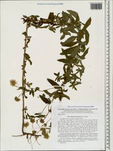 Pulicaria dysenterica (L.) Bernh., Caucasus, Georgia (K4) (Georgia)