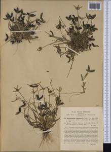 Dactyloctenium aegyptium (L.) Willd., Western Europe (EUR) (Italy)