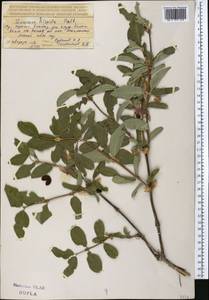 Lonicera hispida Pall. ex Schult., Middle Asia, Northern & Central Tian Shan (M4) (Kazakhstan)