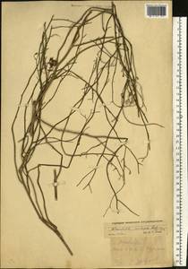 MW551376, Chondrilla ambigua Fisch. ex Kar. & Kir., Eastern Europe, Lower Volga region (E9) (Russia)